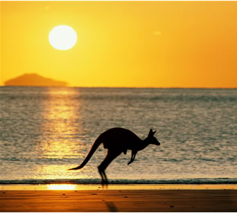 A kangaroo bouncing in the sunset, or sunrise they kind of look the same to me.